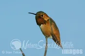 Allen’s Hummingbird male Tekiela IMG_044_030326.jpg