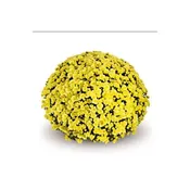10″ HB : Mum JASODA YELLOW (L)