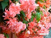 Begonia - Pink - Hanging basket