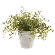 Angel Vine in Cream Pot