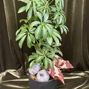 Small Umbrella Tree Plant