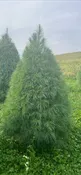 White Pine