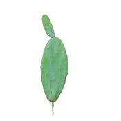 16" Pear Cactus