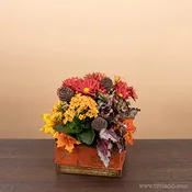 Farmhouse Charm plants & bloom colors vary