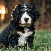 All-inclusive Puppy Bundle
