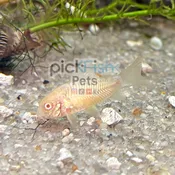 Albino Cory – Corydoras aeneus