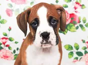 Boxer – 49458