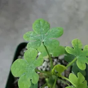 Adenia glauca - 4"