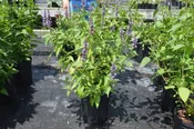 Agastache Little Adder