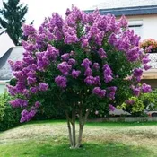 Crape Myrtle, Autauga