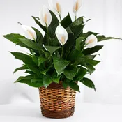 Small peace lily