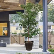 Hass Avocado Tree for Sale