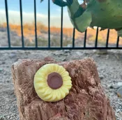 Sunflower shaped goat milk soap