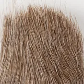 Caribou