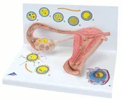 3B 2 stages of ovum development/fertilization