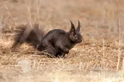 Abert’s Squirrel black morph Tekiela IE6S0102