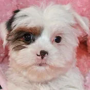 Biewer Yorkie Puppy