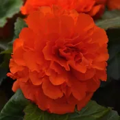 Begonia - Orange - Ruffled