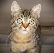 Devon Rex/Munchkin (F) 24892