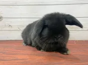 Domestic Rabbit – 13325