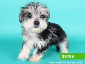 Morkie – 15179
