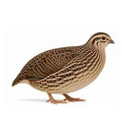 Large Quail