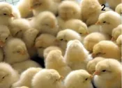 Livestock — Good Samaritan Ministries || Uganda