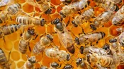 Queen Bee — Bald Mountain Labradors