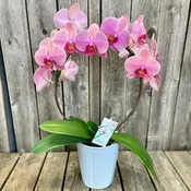 Infinity Orchid