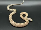 Blonde Het Silver TransPecos Rat — Pets-A-Plenty