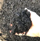 Leaf Compost