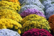 Mums — Greene Thumb Landscape