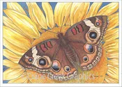 AN810 Buckeye Butterfly Notecard by Marty Anderson