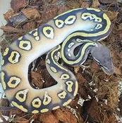Black Head Pastave Red Gene 100% het Hypo ♂