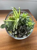 Fiona Plants — Bloom Brats Botanical