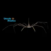 Arrow Crab (Stenorhynchus seticornis)