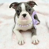 Boston Terrier (F) – 31220