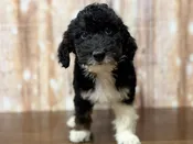 F1BB Mini Bernedoodle – 4334