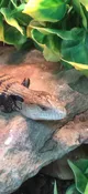 Blue Tongue Skink