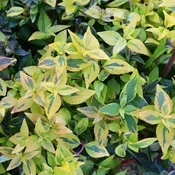 Abelia Kaleidoscope #3