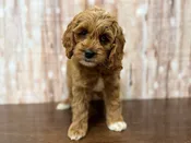 Cockapoo – 4371