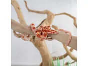 Assorted Corn Snakes – 18641