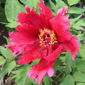 Hinode Sekai (2 year graft)