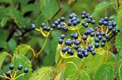 Arrowwood Viburnum