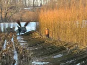 Living Willow 10'-12' Rods (2027 Preorder) — LIVING WILLOW FARM