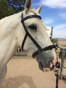 Doma Halters