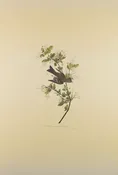 Plate 115-Wood Pewee — Taylor Clark Gallery