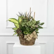 Mixed Green Plant with Dried Accents