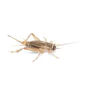 Crickets