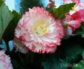 Begonia - Pink &amp;amp; White - Picotee